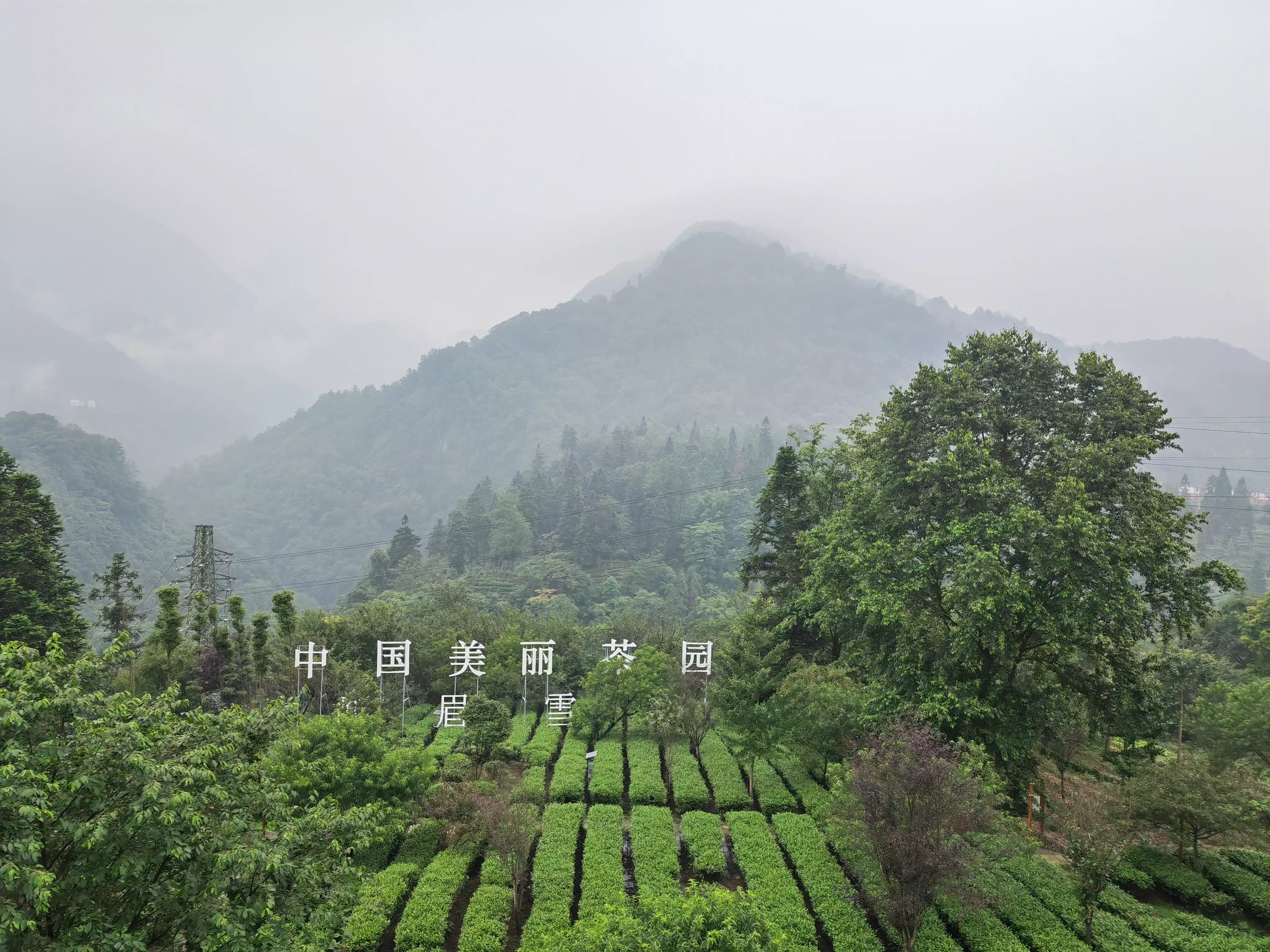 提升一片叶子的“含金量”——四川乐山打造“峨眉山茶”区域公用品牌观察好喜欢这个黑白套装～有，从头到脚  第1张