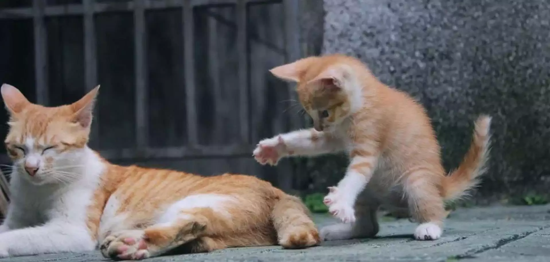 宠物猫咪偷袭主人手部真相:爱的表达还是狩猎本能1975年中央释放10名战犯回台,蒋介石得知后直呼:这要我的老命啊-是宠网