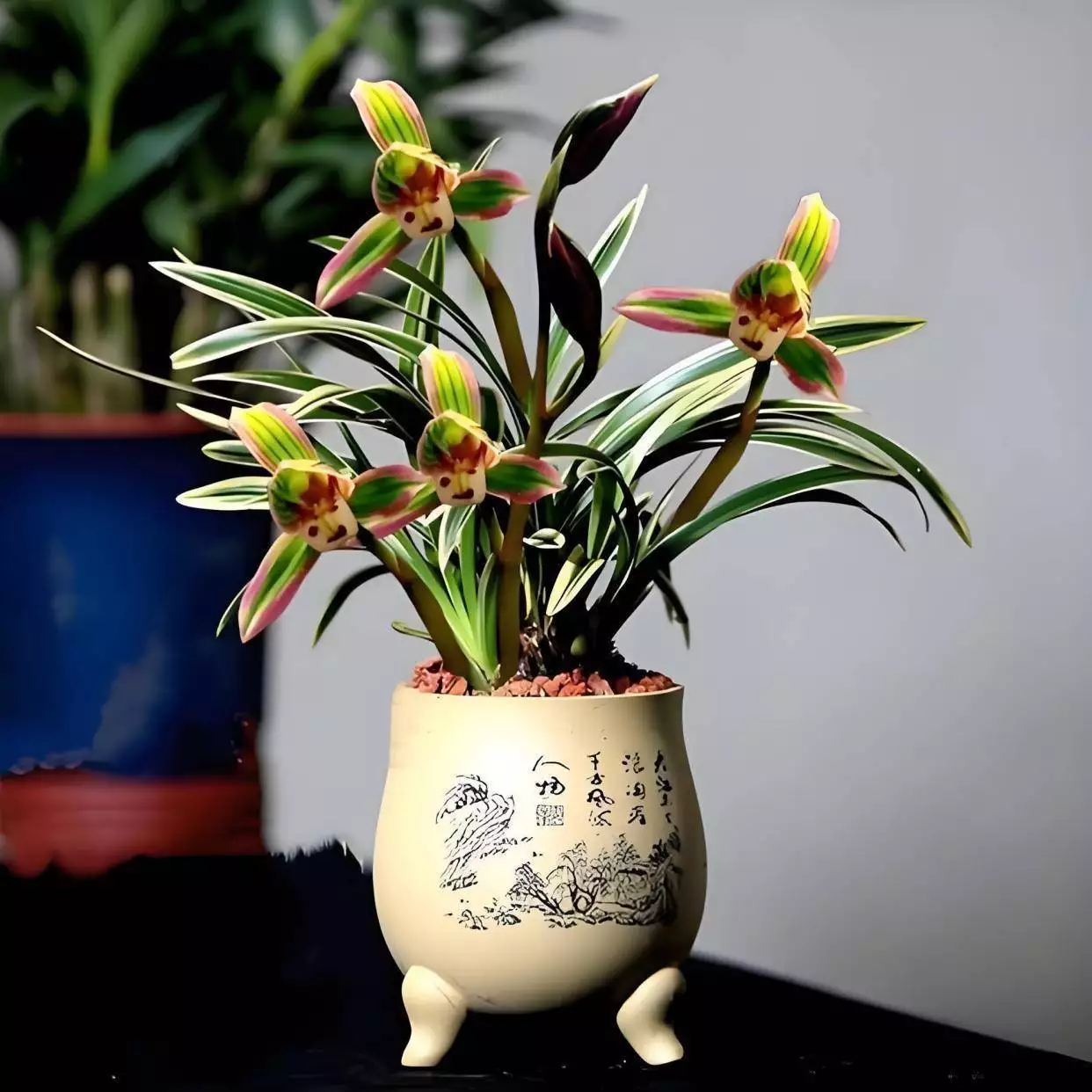 兰界罕见双色花震撼来袭，价格不菲且越老越值钱！ - 家居园艺