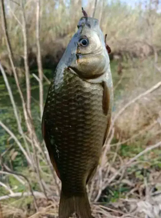 掌握手钓鲫鱼的秘诀：技巧与策略大揭秘