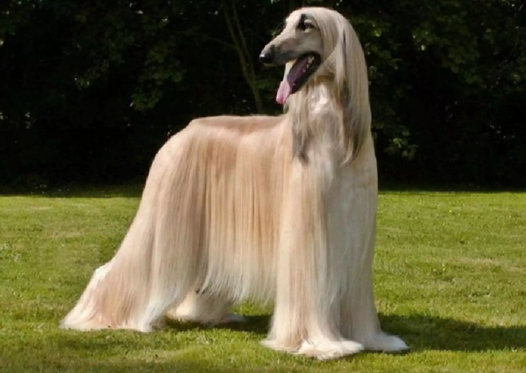 公认最漂亮的十种狗狗，竟然没有它！你家狗狗上榜了吗？