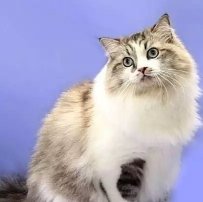 快来看看，褴褛猫的这些冷知识你知道吗？郭沫若让溥仪给他当助理，溥仪只说了5个字，岂料郭沫若大吃一惊