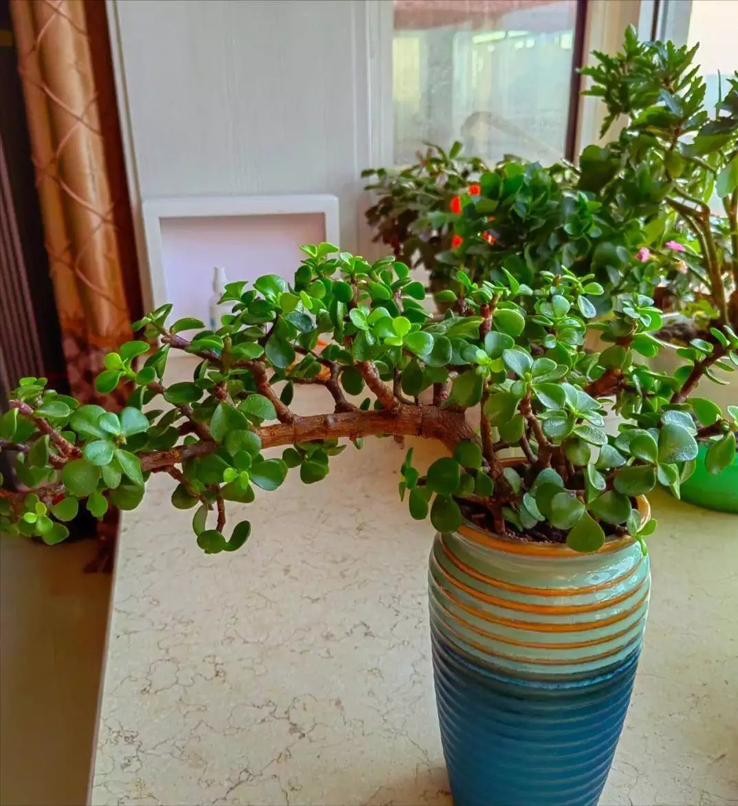 金枝玉叶的魅力