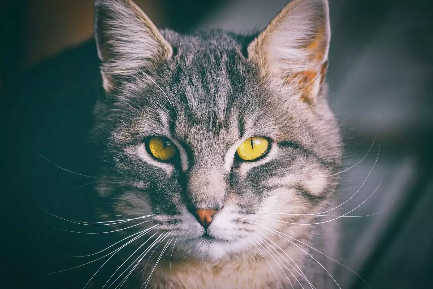 国外稀有狸花猫,珍贵进口宠物!1926年,宋希濂请陈赓喝酒,随口说了句玩笑话,23年后神奇应验-是宠网