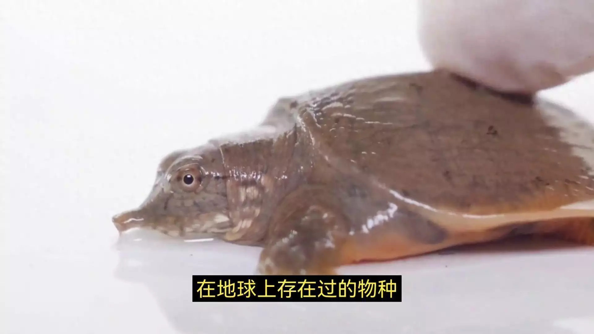 远古网红：萨卡班甲鱼，比恐龙还古老的搞笑担当坐网约车回老家，驾驶员睡着，乘客一路战战兢兢