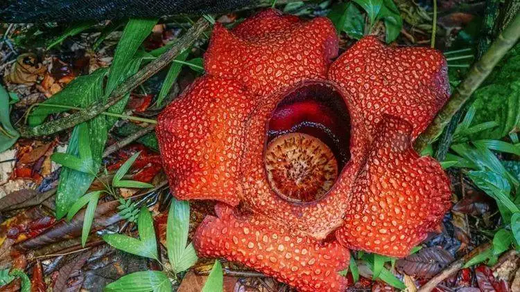 好奇!世界上最奇特的植物,奇特在哪?