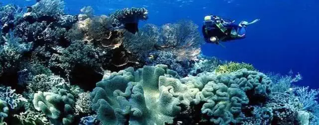 海底的天然“美丽绿洲”它在浅海海域几乎无处不在！琼瑶第一任丈夫庆筠近况！弃笔当上班族再婚育有二子，92岁仍健在