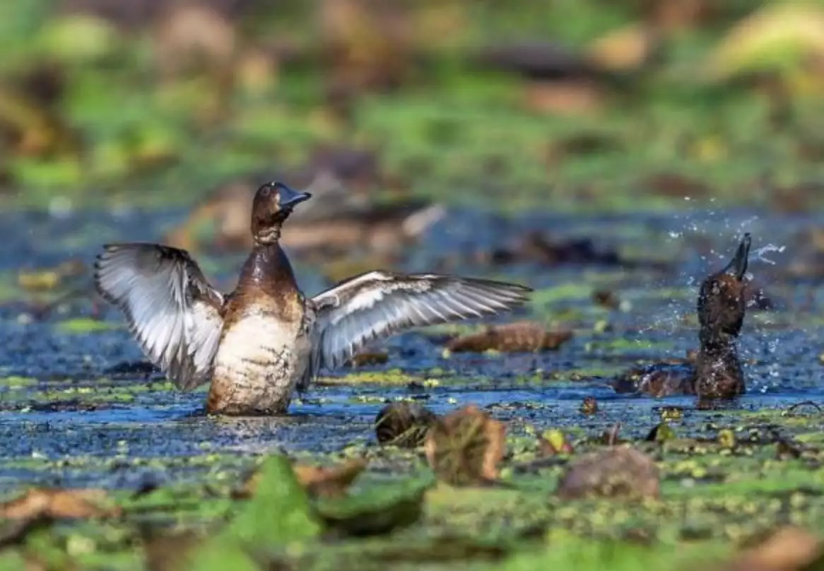 罕见！“鸟中大熊猫”青头潜鸭现身蒙洼蓄洪区