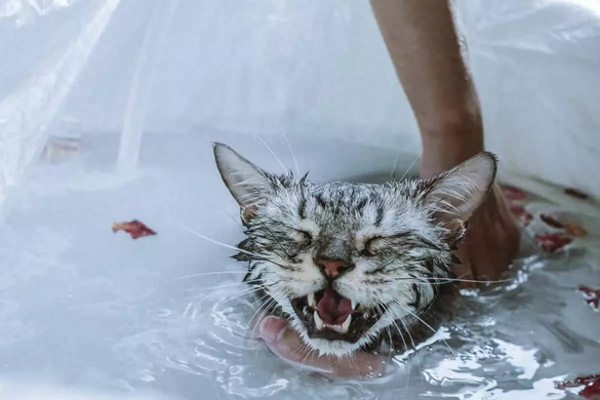 猫咪怕水是天生的？5个冷知识颠覆认知一生只打过一仗并赢了就被评为名将，后人从不置疑，只因对手太强