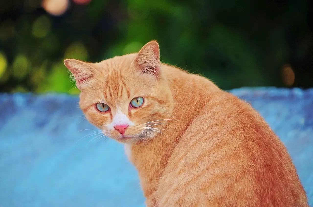 养宠物新手必看!5种适合初养的猫咪,让你的生活更幸福!假如关羽在麦城侥幸不死,刘备和诸葛亮会怎么对待关羽?-是宠网