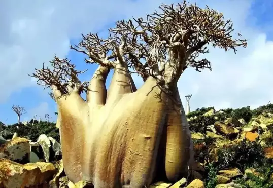 索科特拉岛是世界上最奇怪的树木的故乡！