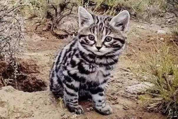 萌宠界“小猎豹”，这3个黑足猫冷知识你知道吗？35岁鹿晗暴瘦引热议，与关晓彤感情现状成谜，事业压力成主因？