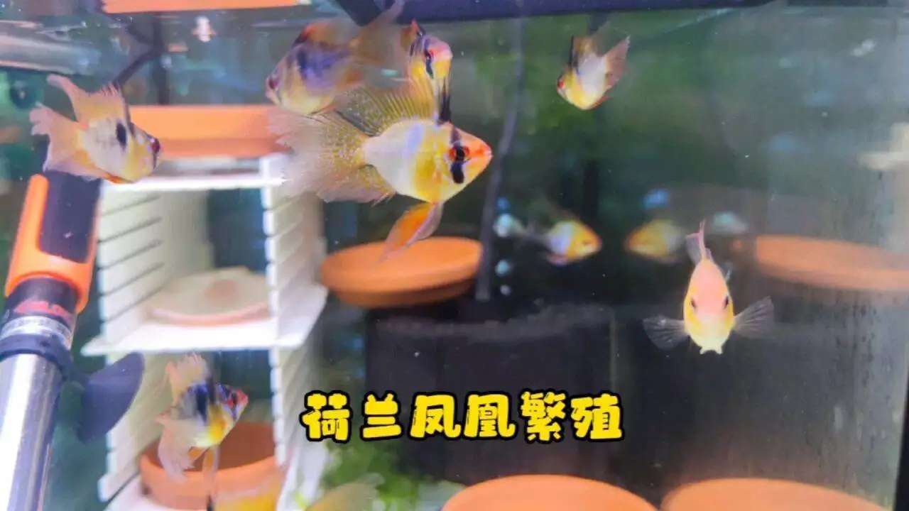 养荷兰凤凰鱼久不繁殖？了解其繁殖习性很关键