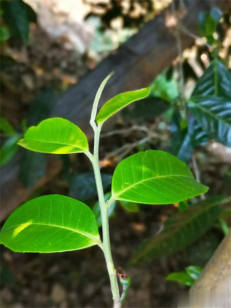 普洱茶价格揭秘：贵还是不贵？一文带你了解真相！瘫子娘、疯子爹，744分高考状元被清华录取6年后，现状令人泪目  第1张