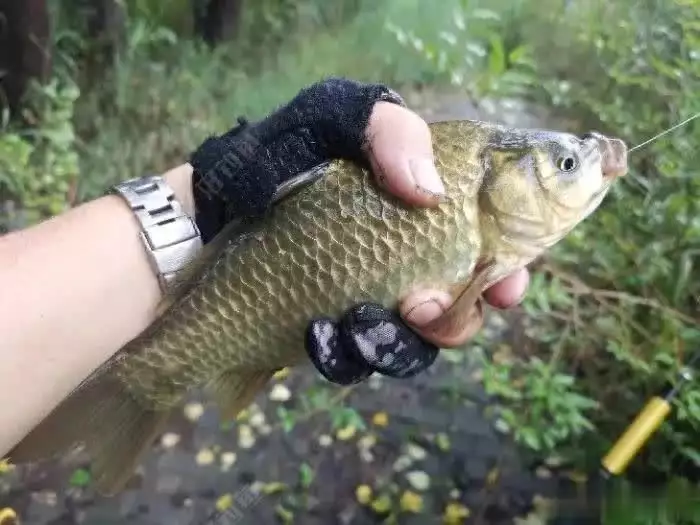 春天釣魚這樣打窩，不但發(fā)窩速度快，成本低，感覺真的能誘來魚。播報文章液壓動力機械,元件制造