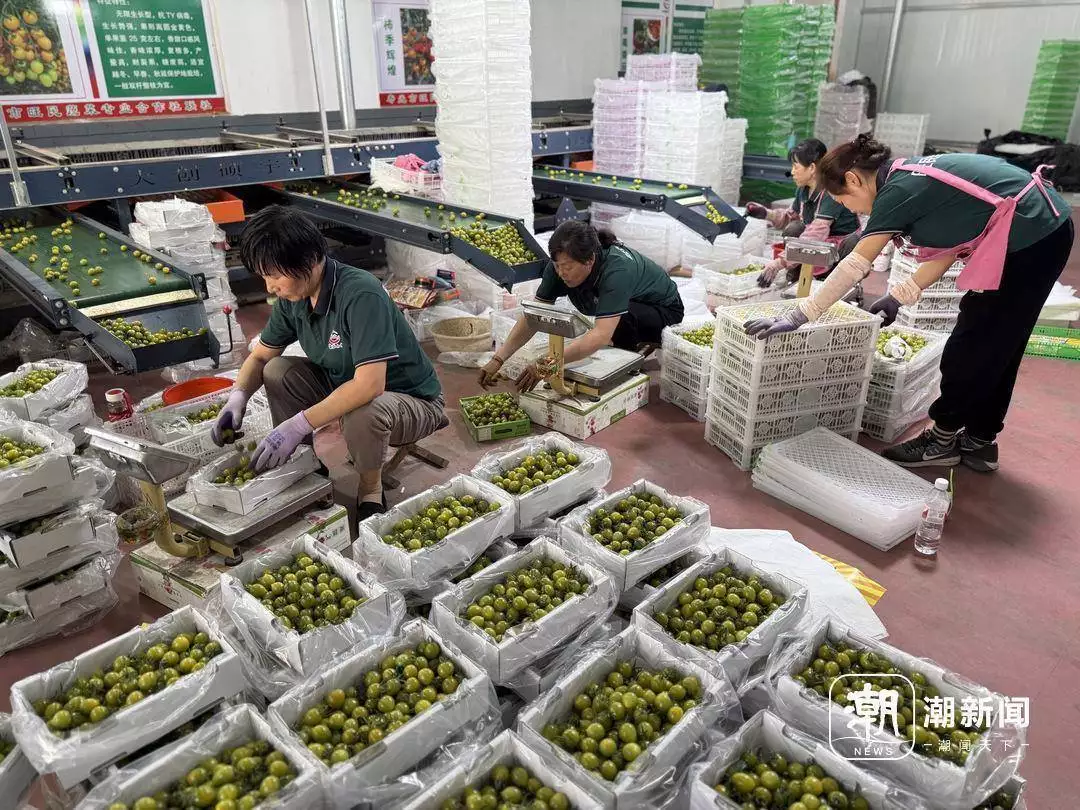 寿光没有秘密——中国蔬菜硅谷的“开源代码”李嘉诚第二次对抗审查,还敢试探国家口风,外交部撂话,把路堵死(万万没想到)