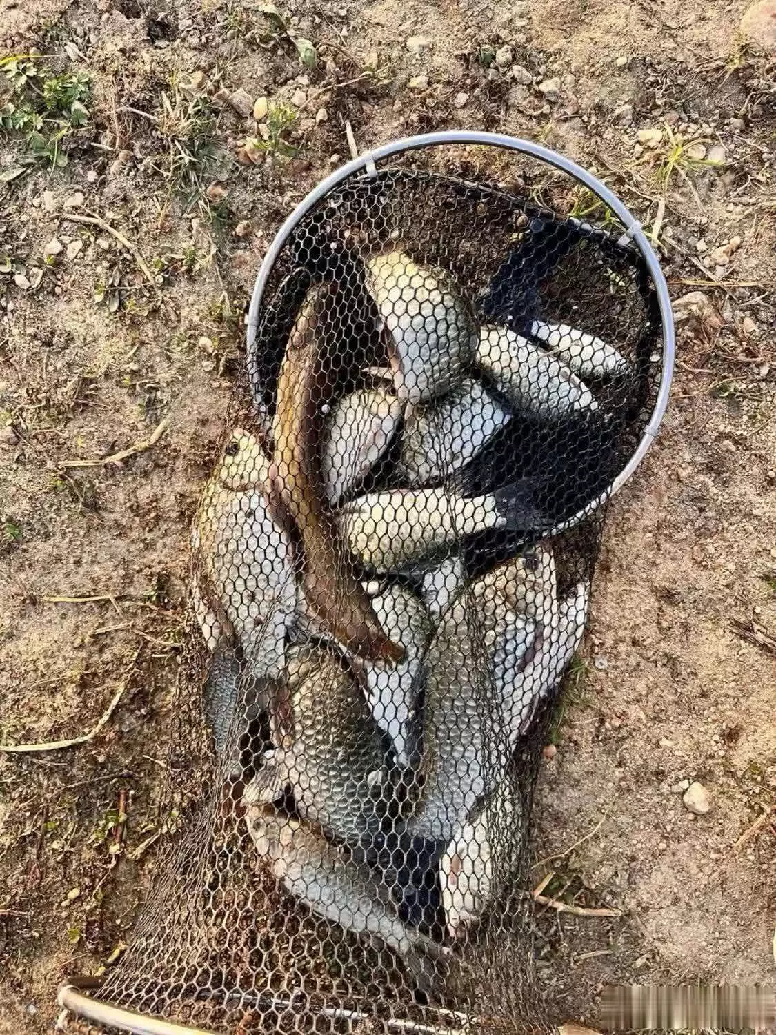 春天釣魚這樣打窩，不但發(fā)窩速度快，成本低，感覺真的能誘來魚。播報文章