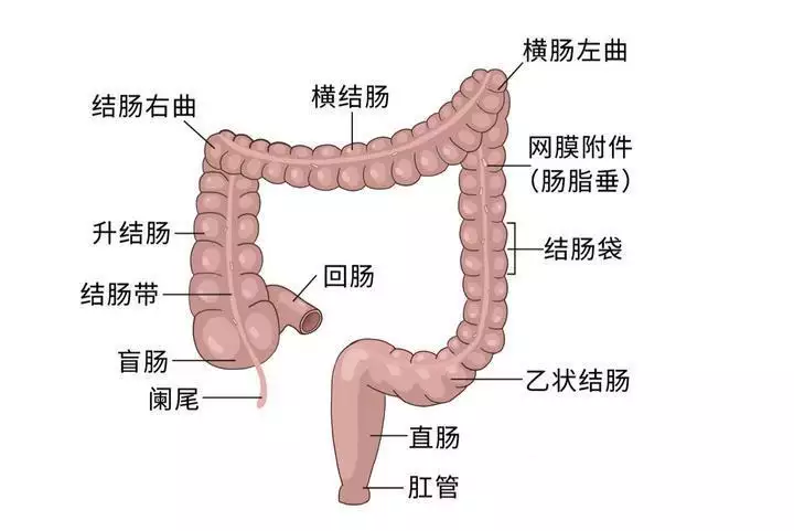 世界肠道健康日：“第二大脑”健康你了解多少活得太清醒的人，往往不太容易快乐-第1张图片-福州肛肠医院