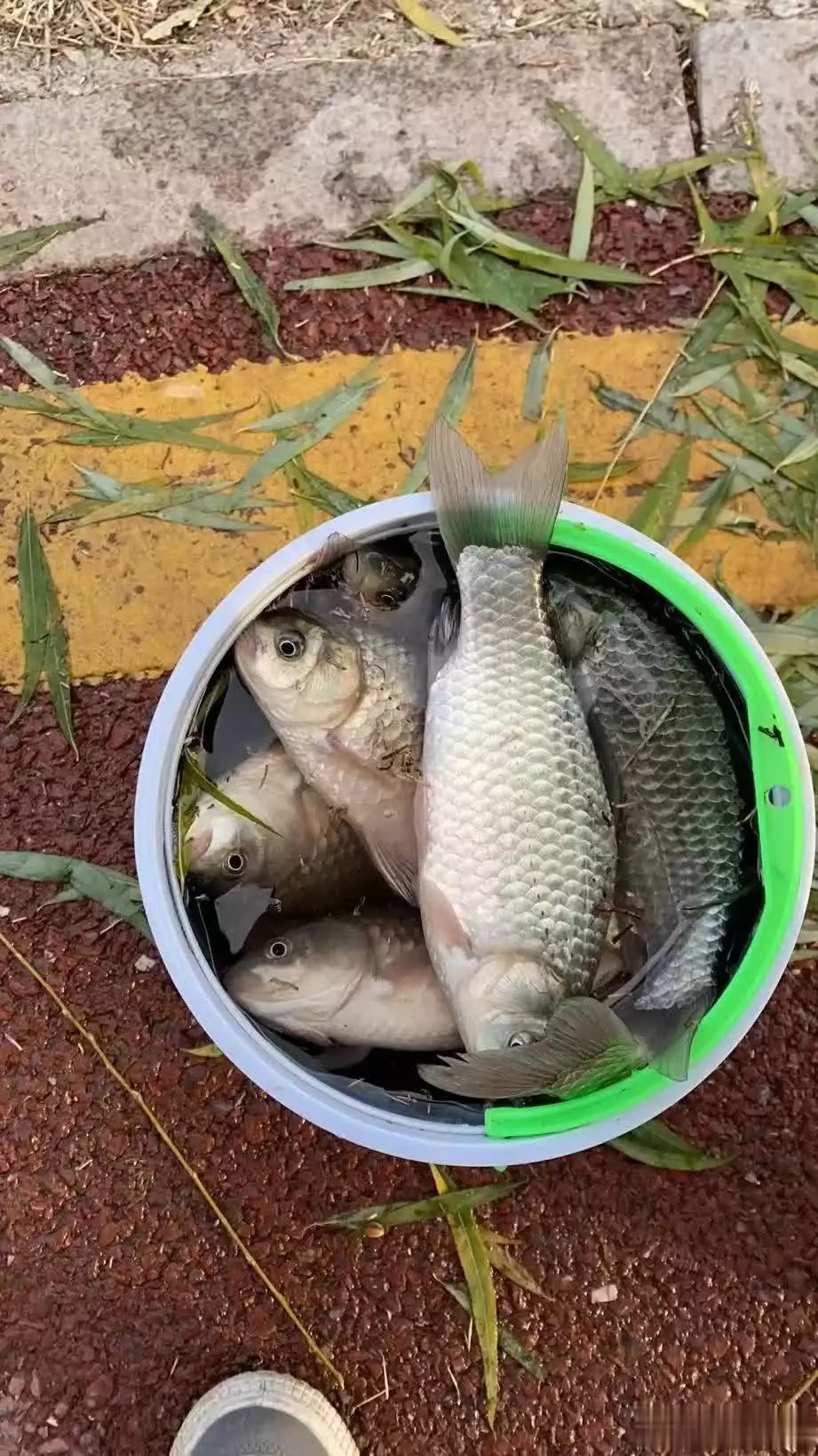 春天釣魚這樣打窩，不但發(fā)窩速度快，成本低，感覺真的能誘來魚。播報文章