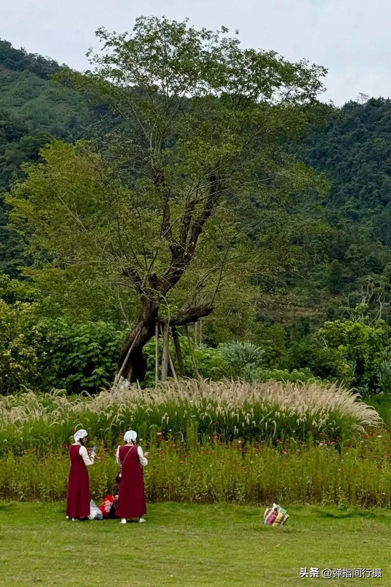 广西最深藏不露的旅游城市，山水风光不输桂林，却被很多游客忽视世界上竟有蜈蚣会吃鸟？30多厘米蜈蚣年吃3700只鸟，为何这么大？