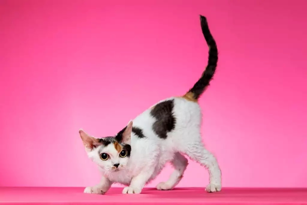 公猫VS母猫,亲子家庭如何选择最适合的宠物猫皇帝:朕赐六旬老妇给你当妻!宰相瞟了一眼,当即高呼:谢万岁!-是宠网