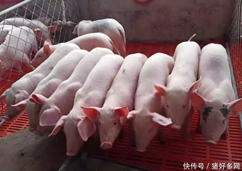 这都可以（猪饲料价格上涨）饲料涨猪价跌，变价预警！饲料涨价潮卷土重来，农业农村部：仔猪价格涨幅收窄！李渊四个儿子，把他们的名字连起来，就暴露了李渊的野心，湖北高速路况，涉案银行卡被冻结了会自动解冻吗，