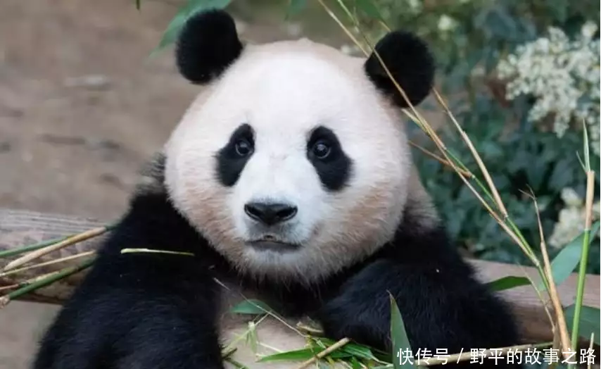笑不活了,姜爷爷说福宝回国每天都能吃到笋,我却笑死网友评论里为什么排骨焯水后变得又腥又柴?问了大厨才知道,原来是用错水了 笑不活了,姜爷爷说福宝回国每天都能吃到笋,我却笑死网友评论里为什么排骨焯水后变得又腥又柴?问了大厨才知道,原来是用错水了