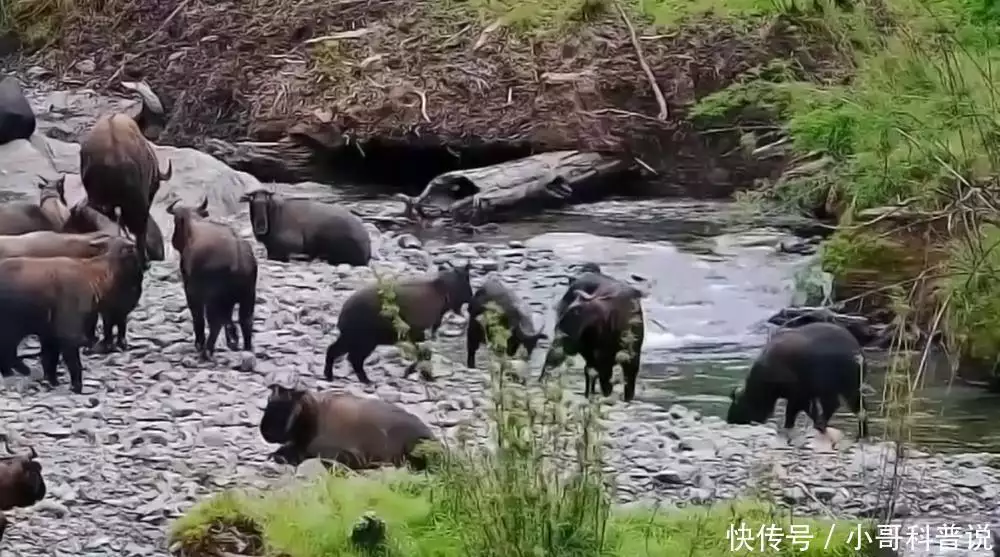 四川九寨沟出现大量“神兽”，民间称其六不像，经常一大群出没