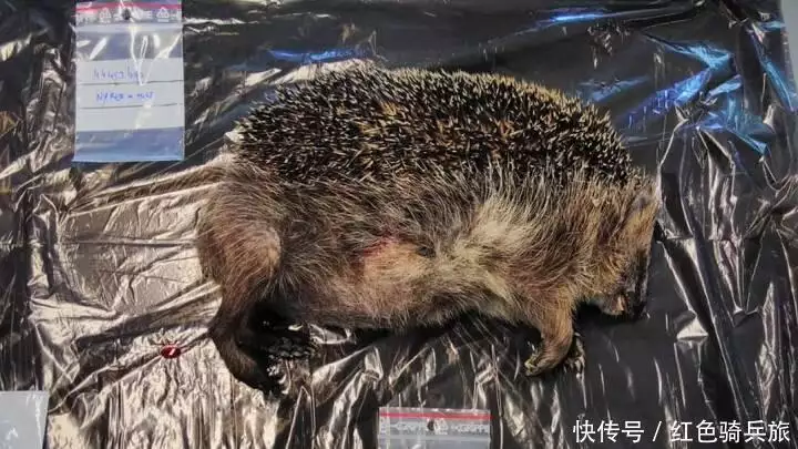 科学家发现最年长的欧洲刺猬,16岁的它为何对刺猬保护至关重要?中国航天开门红,实践二十五号卫星带着两个机械臂,又领先美国 科学家发现最年长的欧洲刺猬,16岁的它为何对刺猬保护至关重要?中国航天开门红,实践二十五号卫星带着两个机械臂,又领先美国