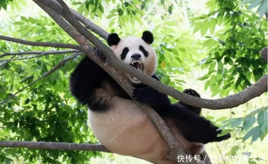 笑不活了,姜爷爷说福宝回国每天都能吃到笋,我却笑死网友评论里为什么排骨焯水后变得又腥又柴?问了大厨才知道,原来是用错水了 笑不活了,姜爷爷说福宝回国每天都能吃到笋,我却笑死网友评论里为什么排骨焯水后变得又腥又柴?问了大厨才知道,原来是用错水了