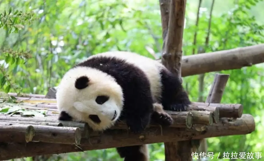 外网热议中国大熊猫,韩国网友:大熊猫起源韩国,迁徙到中国新年快乐!2025年见! 外网热议中国大熊猫,韩国网友:大熊猫起源韩国,迁徙到中国新年快乐!2025年见!
