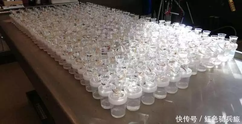 科学家发现最年长的欧洲刺猬,16岁的它为何对刺猬保护至关重要?中国航天开门红,实践二十五号卫星带着两个机械臂,又领先美国 科学家发现最年长的欧洲刺猬,16岁的它为何对刺猬保护至关重要?中国航天开门红,实践二十五号卫星带着两个机械臂,又领先美国