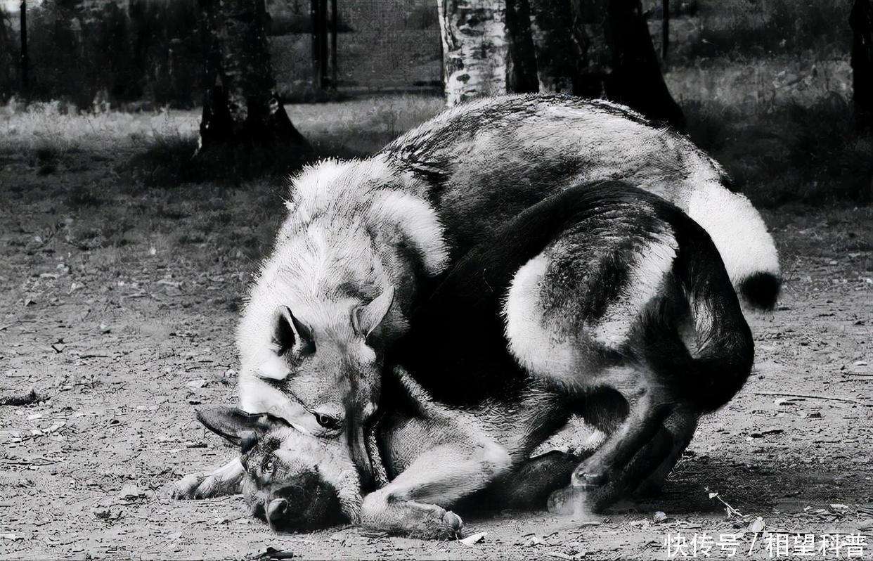 犬图腾：土狗忠心耿耿，斗狼护牧耗尽一生，却宁可独自死在野外