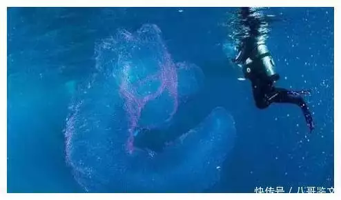 新西兰发现罕见生命体，长30英尺，科学家：一辈子只能见到一次元朝既然能横扫天下，为何唯独没有占据越南