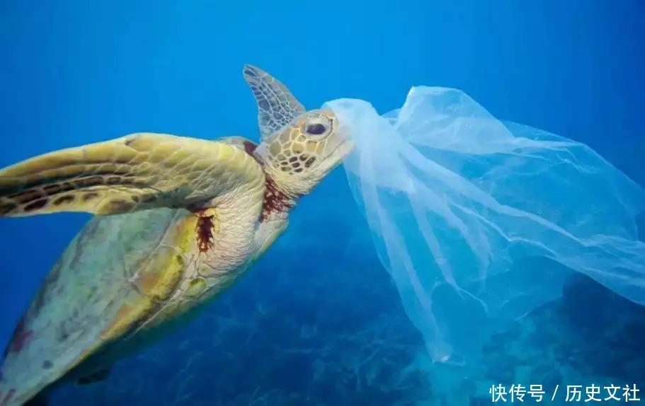 塑料垃圾的危害