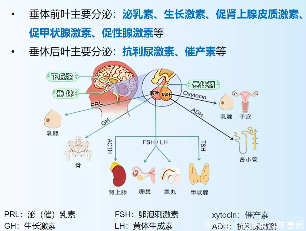 隐匿的杀手——垂体及相邻肿瘤导致的性腺功能减退症