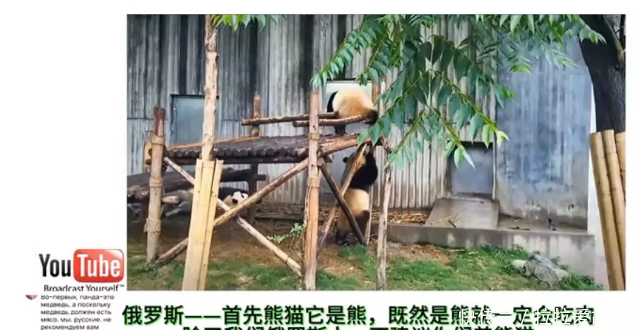 外网热议中国大熊猫,韩国网友:大熊猫起源韩国,迁徙到中国新年快乐!2025年见! 外网热议中国大熊猫,韩国网友:大熊猫起源韩国,迁徙到中国新年快乐!2025年见!