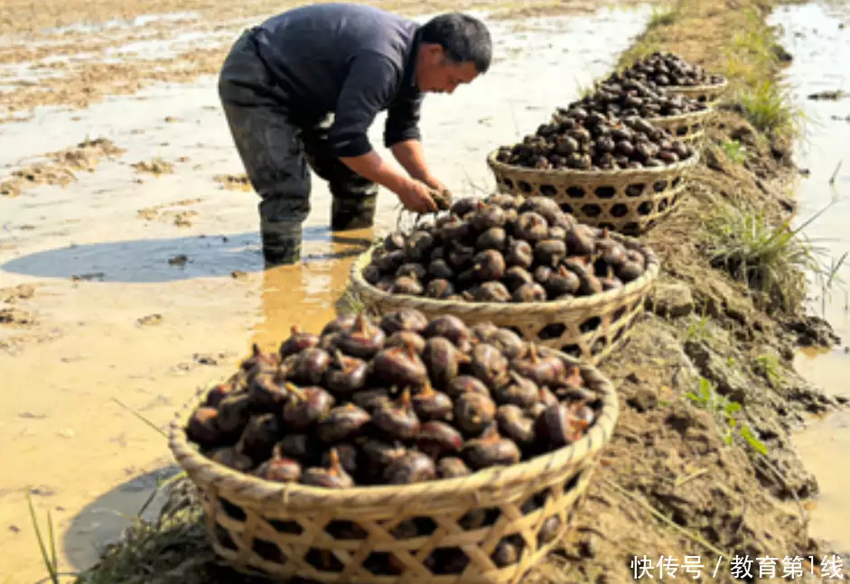 荸荠立大功？研究发现：荸荠可在 10 小时清除 23% 炎症因子？
