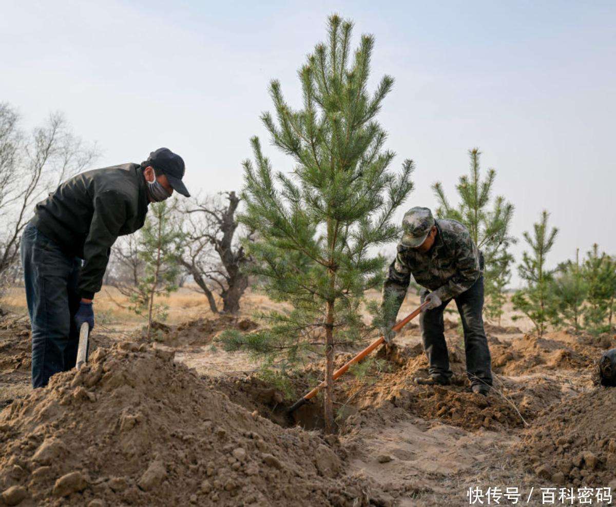 种树种到韩国人都夸