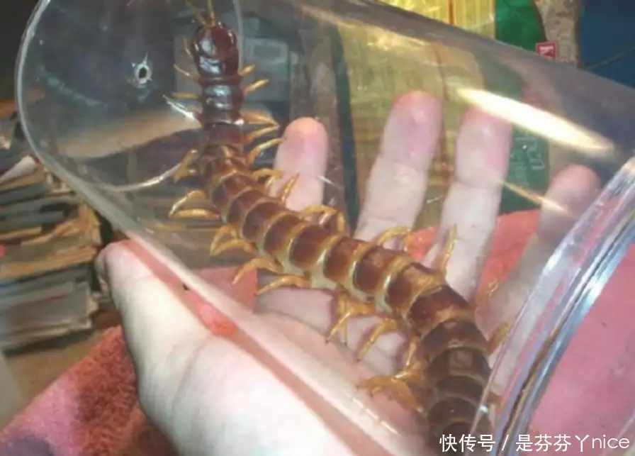 人类禁区?亚马逊雨林里面到底有什么,为何如此恐怖?有网友晒出2262年有两个春节,邀请大家到时一起拜年,评论区笑翻 人类禁区?亚马逊雨林里面到底有什么,为何如此恐怖?有网友晒出2262年有两个春节,邀请大家到时一起拜年,评论区笑翻