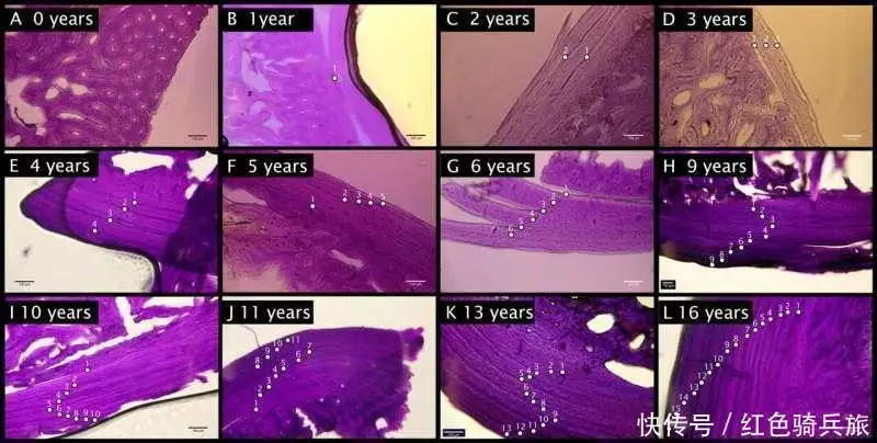 科学家发现最年长的欧洲刺猬,16岁的它为何对刺猬保护至关重要?中国航天开门红,实践二十五号卫星带着两个机械臂,又领先美国 科学家发现最年长的欧洲刺猬,16岁的它为何对刺猬保护至关重要?中国航天开门红,实践二十五号卫星带着两个机械臂,又领先美国