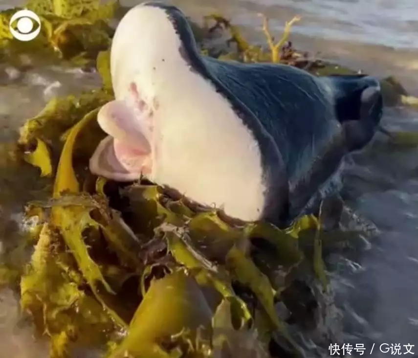 “丰唇 怪牙”人嘴海怪冲上沙滩，散步男目睹吓坏：好像外星生物青岛大爷五代居住日军炮楼55年，因墙体太厚，借弹孔钻出暖气管道