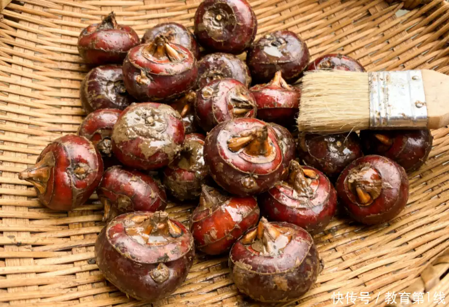 荸荠立大功？研究发现：荸荠可在 10 小时清除 23% 炎症因子？