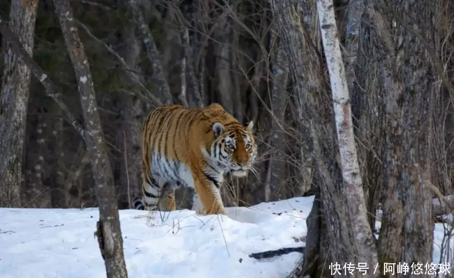 2021新版本吃鸡训练场在哪里(横道河子的东北虎个个膘肥体壮，在雪地抢鸡吃，它们能直接野放吗)