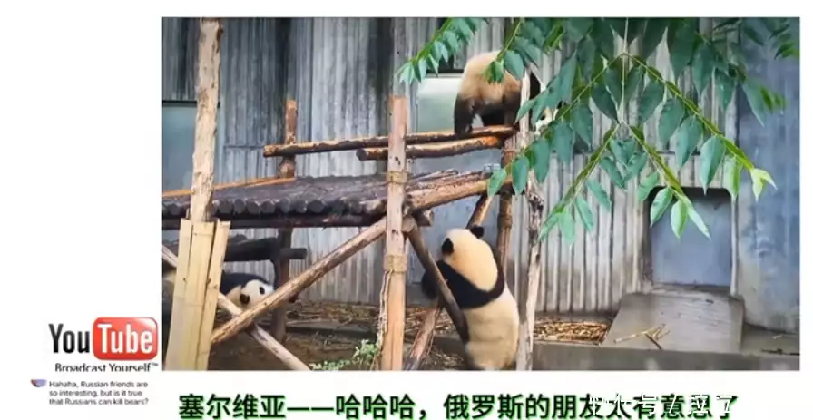 外网热议中国大熊猫,韩国网友:大熊猫起源韩国,迁徙到中国新年快乐!2025年见! 外网热议中国大熊猫,韩国网友:大熊猫起源韩国,迁徙到中国新年快乐!2025年见!