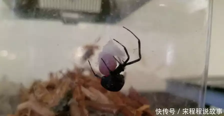 是响尾蛇毒性10倍！我国截获偷渡蜘蛛“黑寡妇”，入侵有多可怕？邹市明儿子情绪崩溃！25天打激素长高1.4厘米，冉莹颖不停安慰