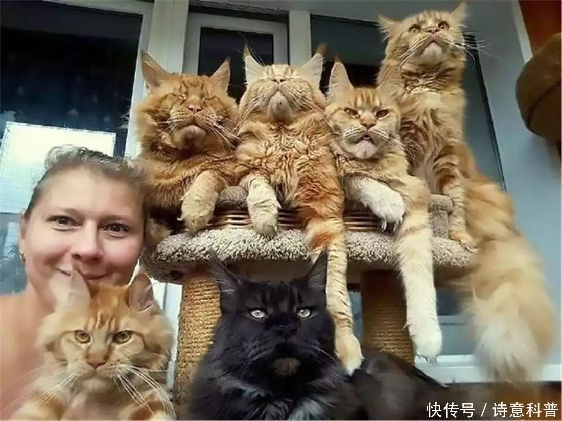俄罗斯一女子猝死,20只缅因猫找不到食物吃,不得不啃食其身体阿拉伯帝国:反对奴隶制的赞吉起义-是宠网