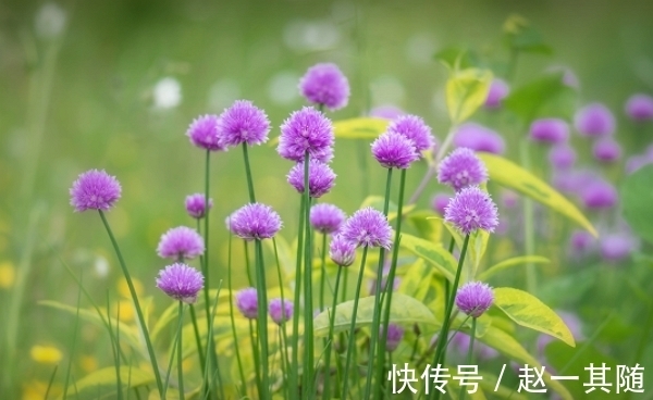 好运|9月6号开始，桃花朵朵来，运势上涨，好运不断，人生圆满，好羡慕