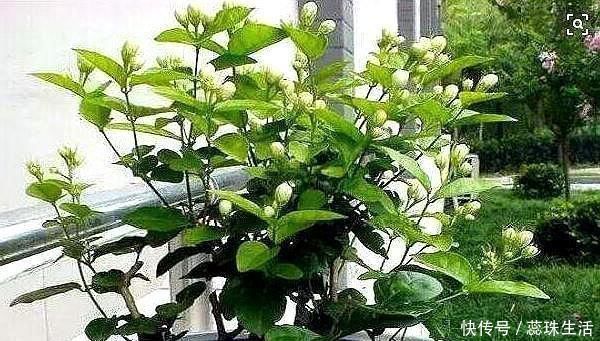 生根液|新买的茉莉花,“手把手”教你上盆,缓苗,养护,一起养好它
