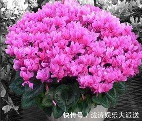浇花|此种“开花水”，浇花很灵，花苞呼呼冒出来，比激素还管用！